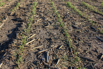 hail damaged soybeans