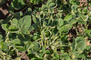herbicide damaged soybeans