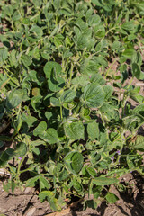 herbicide damaged soybeans