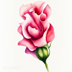 pink rose flower