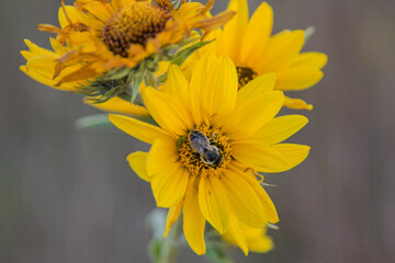 Yellow wildflowers with a bee in the center