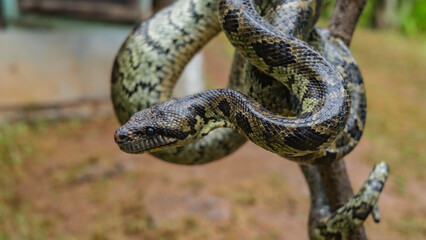 The boa constrictor coiled around the branch. Beautiful pattern on shiny scaly snake skin. Head in profile. Close-up.  Madagascar. Kennel reptiles Peyriyar