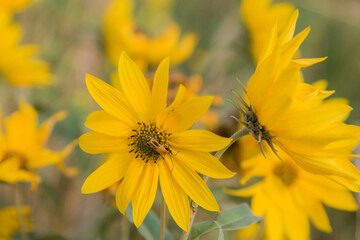 Close up of a blooming maximilian sunflower with a goldenrod soldier beetle