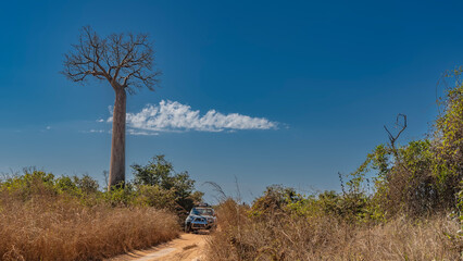 An off-road vehicle on a dirt red-soil road. Thickets of tall, dry grass on the roadsides. A picturesque baobab tree against a background of blue sky and clouds. Copy space. Madagascar.