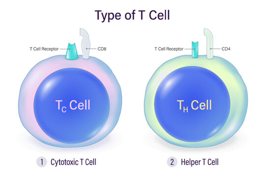 Types of T Cell. T-Lymphocytes. Cytotoxic T cell and Helper T cell. Human adaptive immune system. Specific immune response.