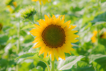 blooming sunflower