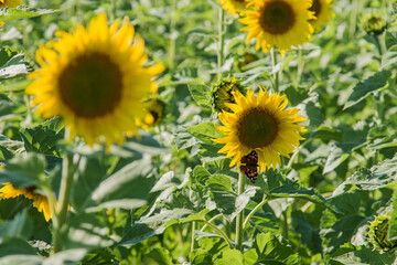 field of sunflowers