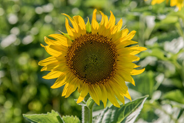 Fototapeta premium blooming sunflower