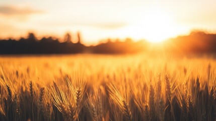 Fototapeta premium Golden wheat stretches across the field under a vibrant sunset, creating a peaceful atmosphere as the day transitions to evening