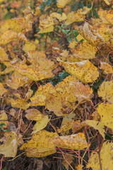 yellow autumn leaves