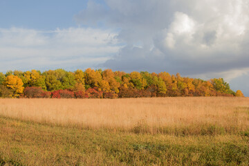 Fototapeta premium row of autumn colored trees