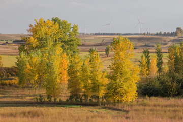 autumn trees