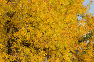 yellow autumn leaves