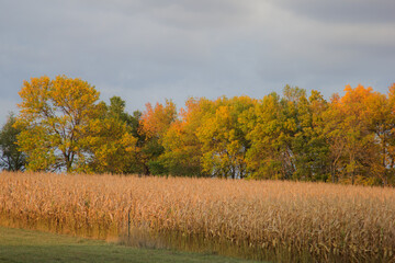 Fototapeta premium autumn trees with corn