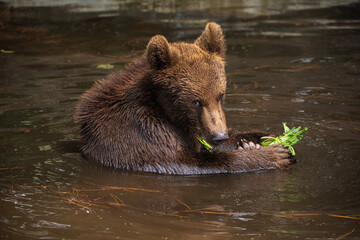 A sun bear is soaking in a pool of water