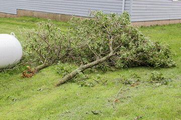 broken tree branches after a storm