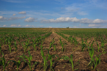 field of corn