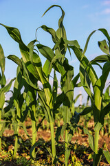 corn against blue sky