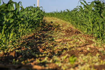 dying weeds between rows of corn