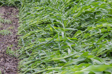 laid over corn after a wind storm