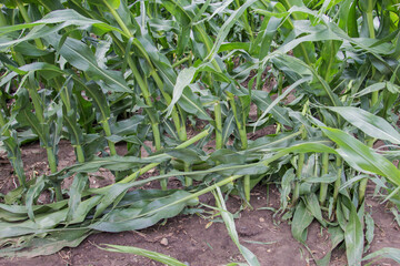 broken off corn after a wind storm