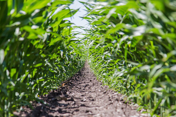 between rows of corn