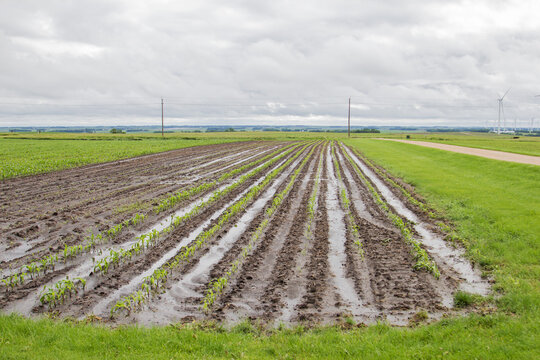 saturated soil in a corn field