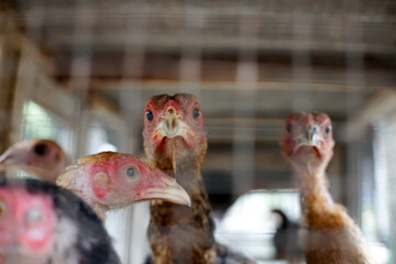 chickens in the cage, brown furry domestic chickens inside the cage, close up. 