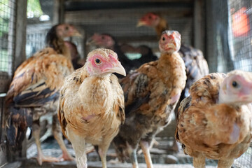 chickens in the cage, brown furry domestic chickens inside the cage, close up. 