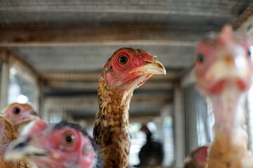 chickens in the cage, brown furry domestic chickens inside the cage, close up. 