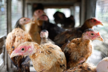 chickens in the cage, brown furry domestic chickens inside the cage, close up. 