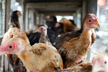 chickens in the cage, brown furry domestic chickens inside the cage, close up. 