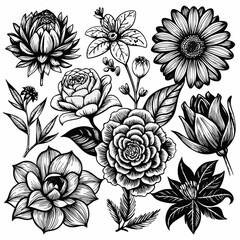 A collection of detailed, hand-drawn or engraved-style black and white illustrations