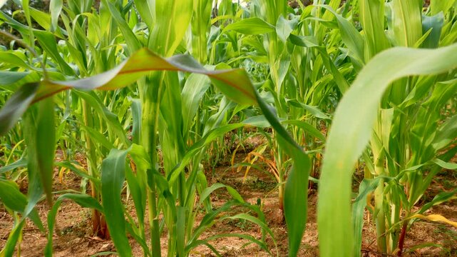 acercamiento de sembradio de maiz elotes en rancho paisaje de cultivo de maiz lleno de milpa para la siembra de elote trabajo de agricultores campo organico