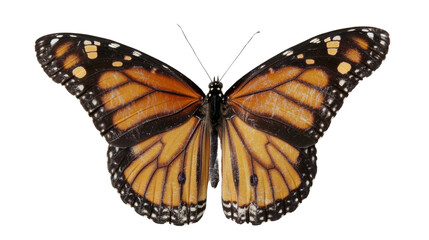Obraz premium Monarch butterfly, isolated on transparent background