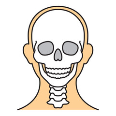 頭蓋骨　前　カラー