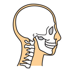 頭蓋骨　横顔　右向き　カラー