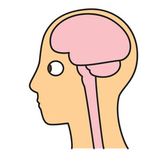 脳　頭頂部　左向き　脳と眼球　カラー