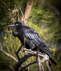 An Australian Raven (corvus coronoides).