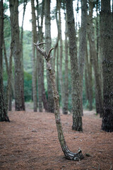 A tree branch in the woods