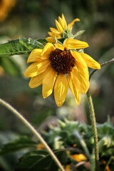 Close up of yellow sunflower and leaves