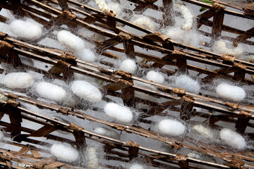 silkworm cocoon pupa pupae farm sericulture silk