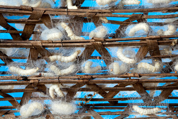 silkworm cocoon pupa pupae farm sericulture silk