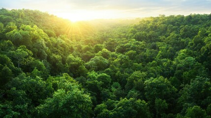 Obraz premium Lush green forest sunset aerial view, nature conservation