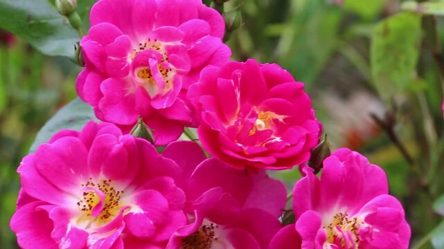 Close up of small bees buzzing around a pink beach rose