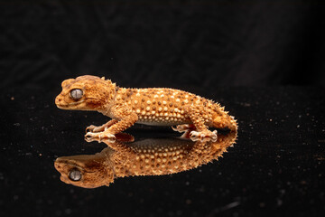 Centralian Knob-Tailed Gecko (Nephrurus amyae) on a black background.	