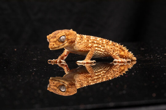 Centralian Knob-Tailed Gecko (Nephrurus amyae) on a black background.	