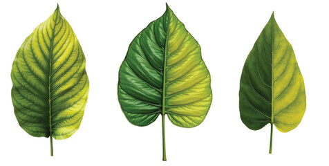 Realistic tropical leaves Bundle High-Quality PNG & EPS Files for Creative Projects