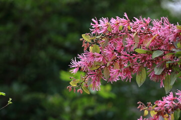 春一番に咲く花
