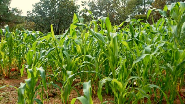 sembradio de maiz elote creciendo en campo rancho de pueblo mexicano agricultura y trabajo de campo paisaje de cultivo de maiz campo agricola granja rural y plantacion de semillas